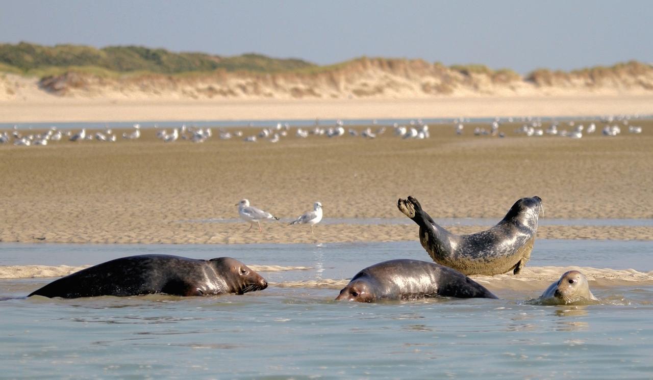 Studio "Mon Plaisir" - 50M Front De Mer Lägenhet Berck Exteriör bild